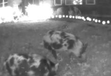 feral-hog-nvasion-causes-destruction-in-rving-neighborhood
