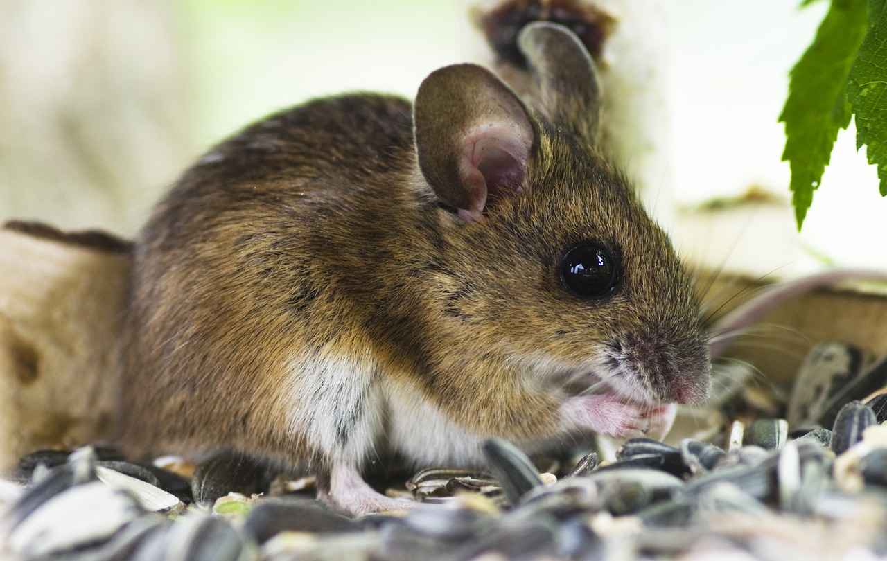 Consumer Behavior and Trends