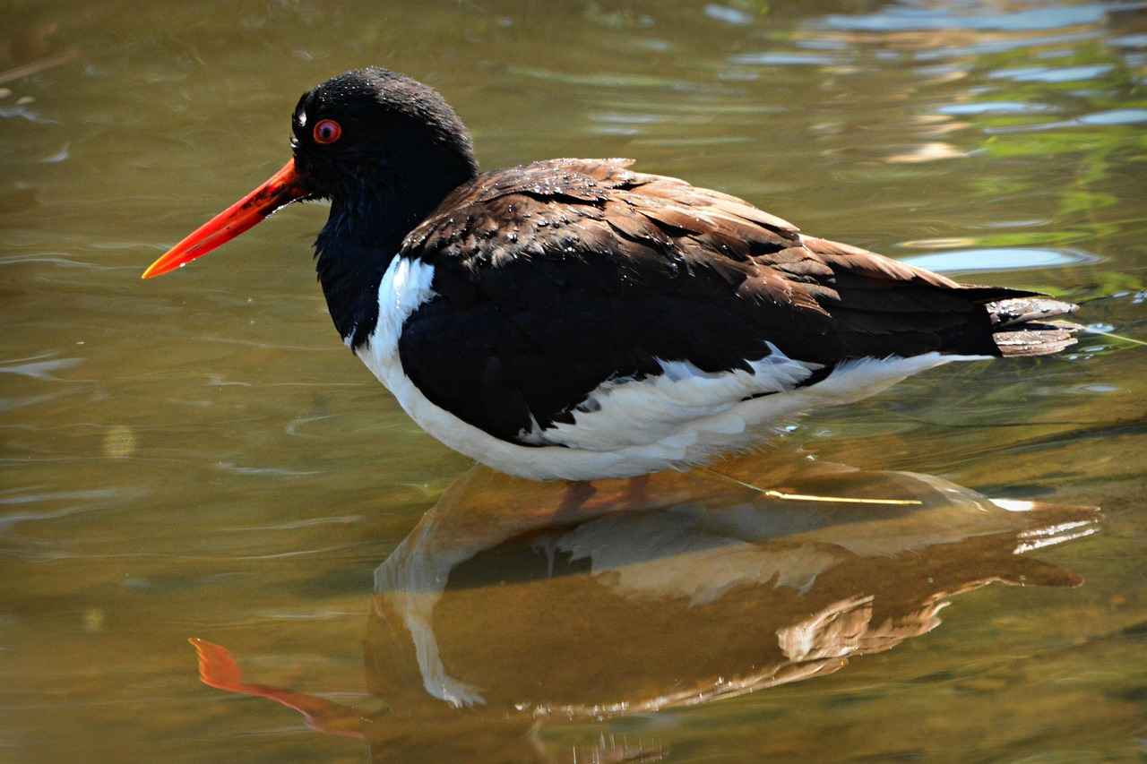 What Are Rockefeller Oysters?