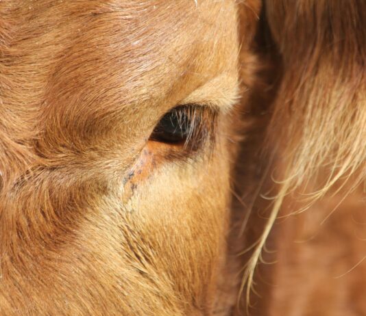 West Texas Eye Associates: Discover Expert Eye Care Solutions Today pexels photo 28744686