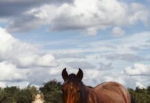 Texas De Brazil Memphis: Why This Steakhouse Is A Must-Try Gem pexels photo 30458723