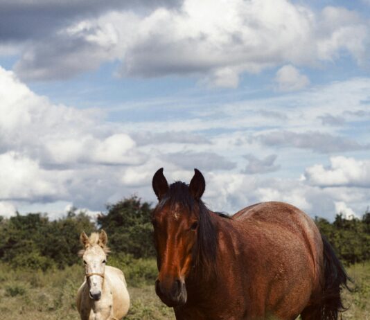 pexels photo 30458723