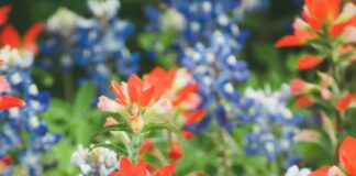 pexels photo 31402766