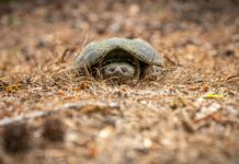 200 Lb Snapping Turtle Texas: Discover The Giant’s Hidden Secrets