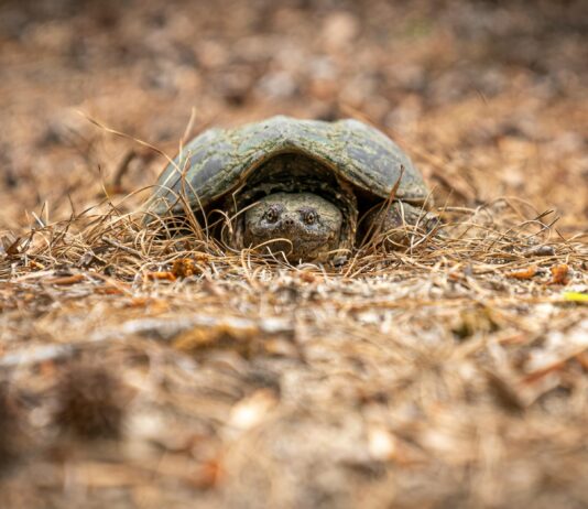 200 Lb Snapping Turtle Texas: Discover The Giant’s Hidden Secrets Austin News