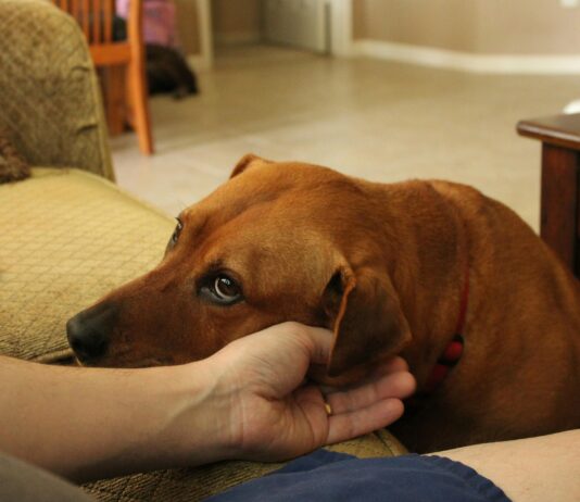 Humane Society Of North Texas: How They Transform Animal Lives pexels photo 12567323