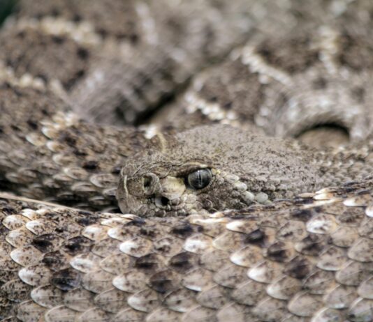 pexels photo 28743030