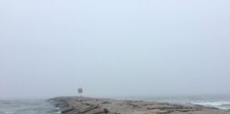 pexels photo 28954018