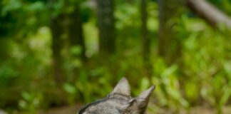 pexels photo 32423477