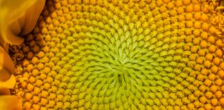 pexels photo 9495031