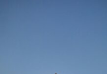 pexels photo 28739865