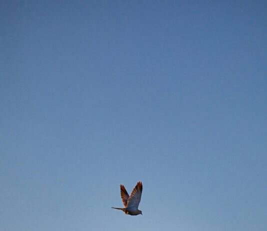 pexels photo 28739865