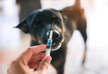 dog bed, dog beds, large dog beds, best dog beds, outdoor dog beds, orthopedic dog beds, chew proof dog bed, raised dog bed, cooling dog bed, heated dog beds