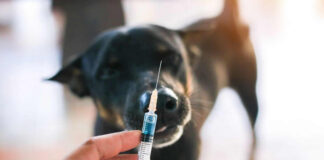 dog bed, dog beds, large dog beds, best dog beds, outdoor dog beds, orthopedic dog beds, chew proof dog bed, raised dog bed, cooling dog bed, heated dog beds