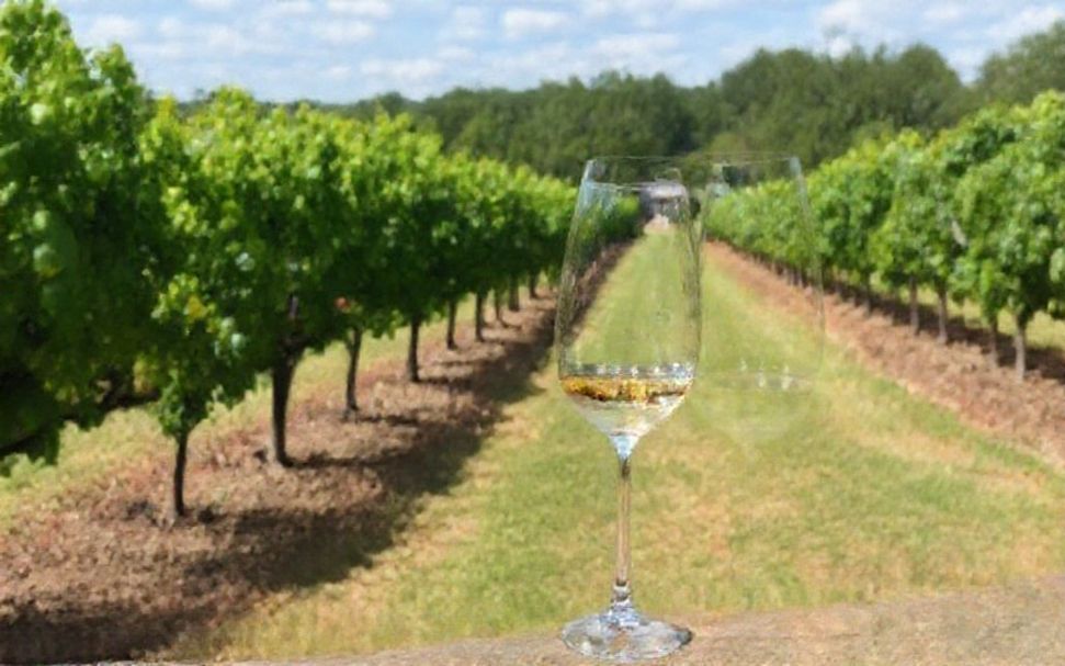 Why Fredericksburg’s Hill Country Wineries Are a Must-Visit for Any Traveler*