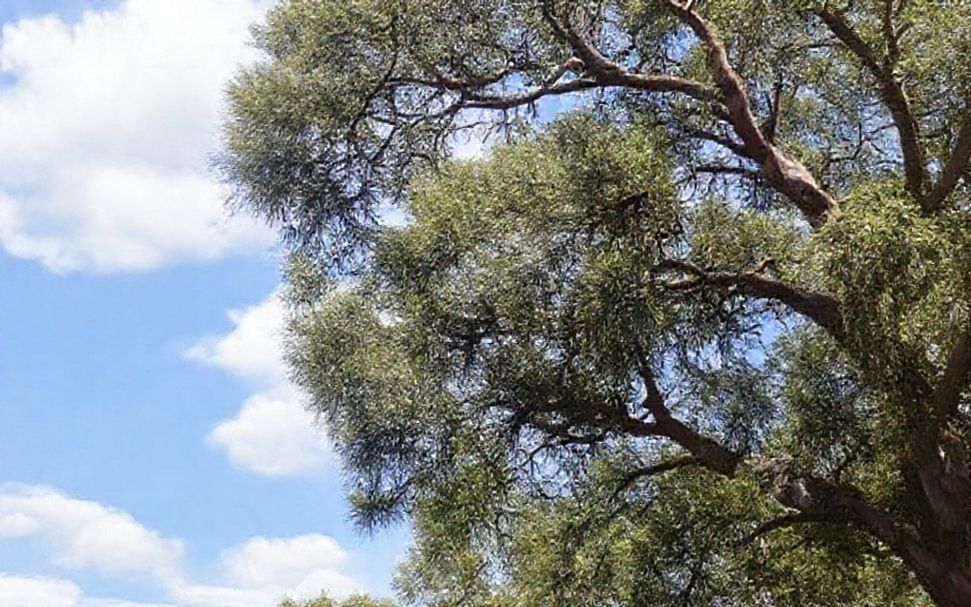 Your Ultimate Guide to Exploring Austin’s Must-Try Dishes and Hidden Gems*